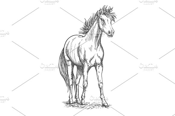Racehorse sketch of arabian horse cover image.