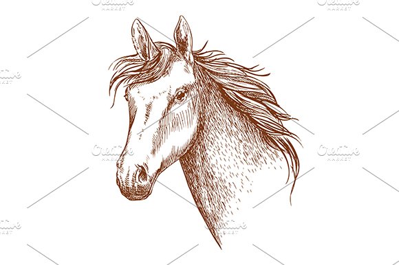 Arabian stallion horse head sketch cover image.