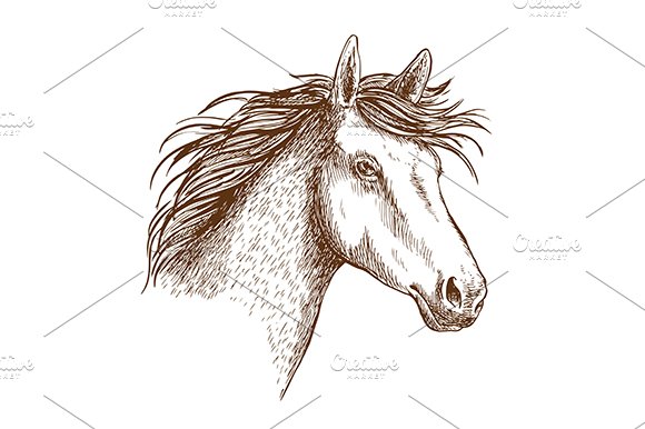 Sketched stallion horse icon cover image.