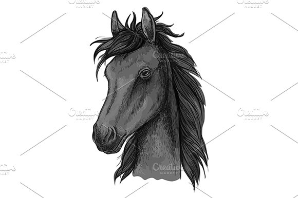 Black arabian horse sketch cover image.