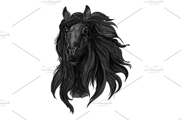 Black arabian racehorse sketch cover image.