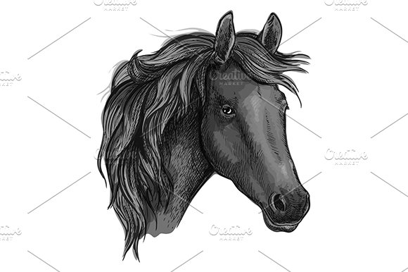 Sketch of arabian black horse cover image.