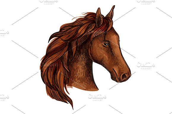 Brown stallion horse head sketch cover image.