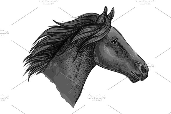 Black stallion horse head sketch cover image.