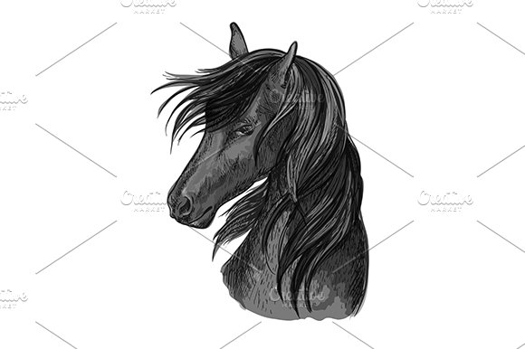 Sketched black horse head cover image.