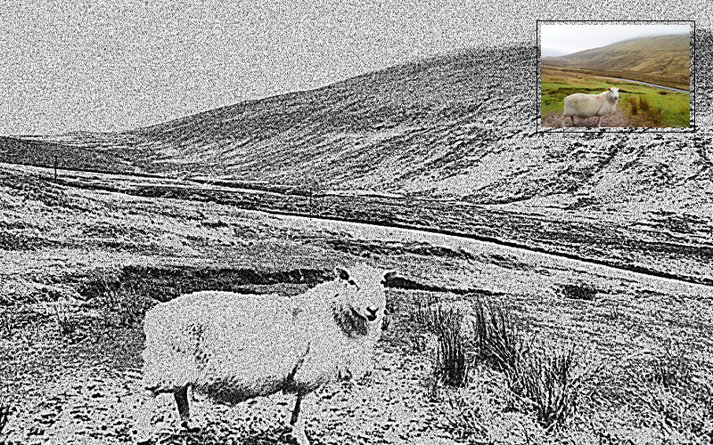 Black and white photo of a sheep in a field.