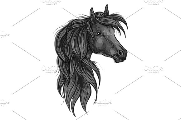 Sketch of black purebred horse cover image.