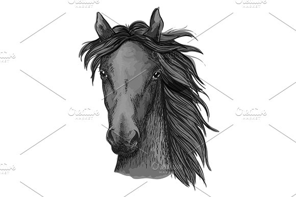 Black horse sketch cover image.