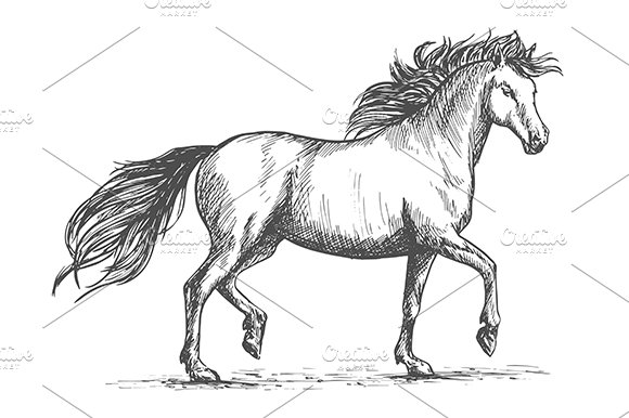 Arabian horse sketch cover image.