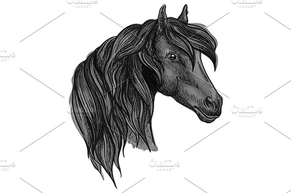 Purebred horse head sketch cover image.