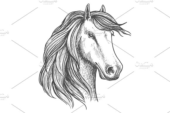 Arabian mare horse cover image.
