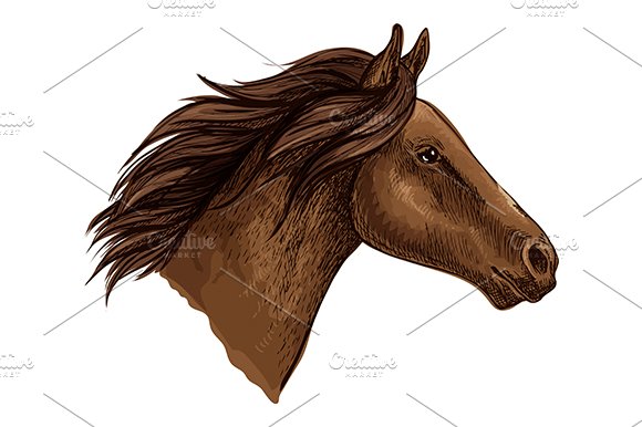 Brown horse head cover image.