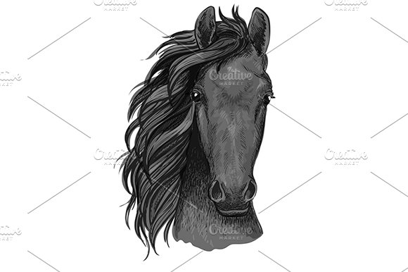 Horse sketch of arabian stallion cover image.