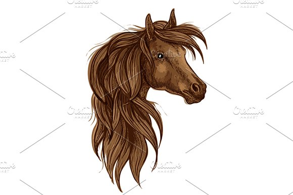 Arabian horse head sketch cover image.