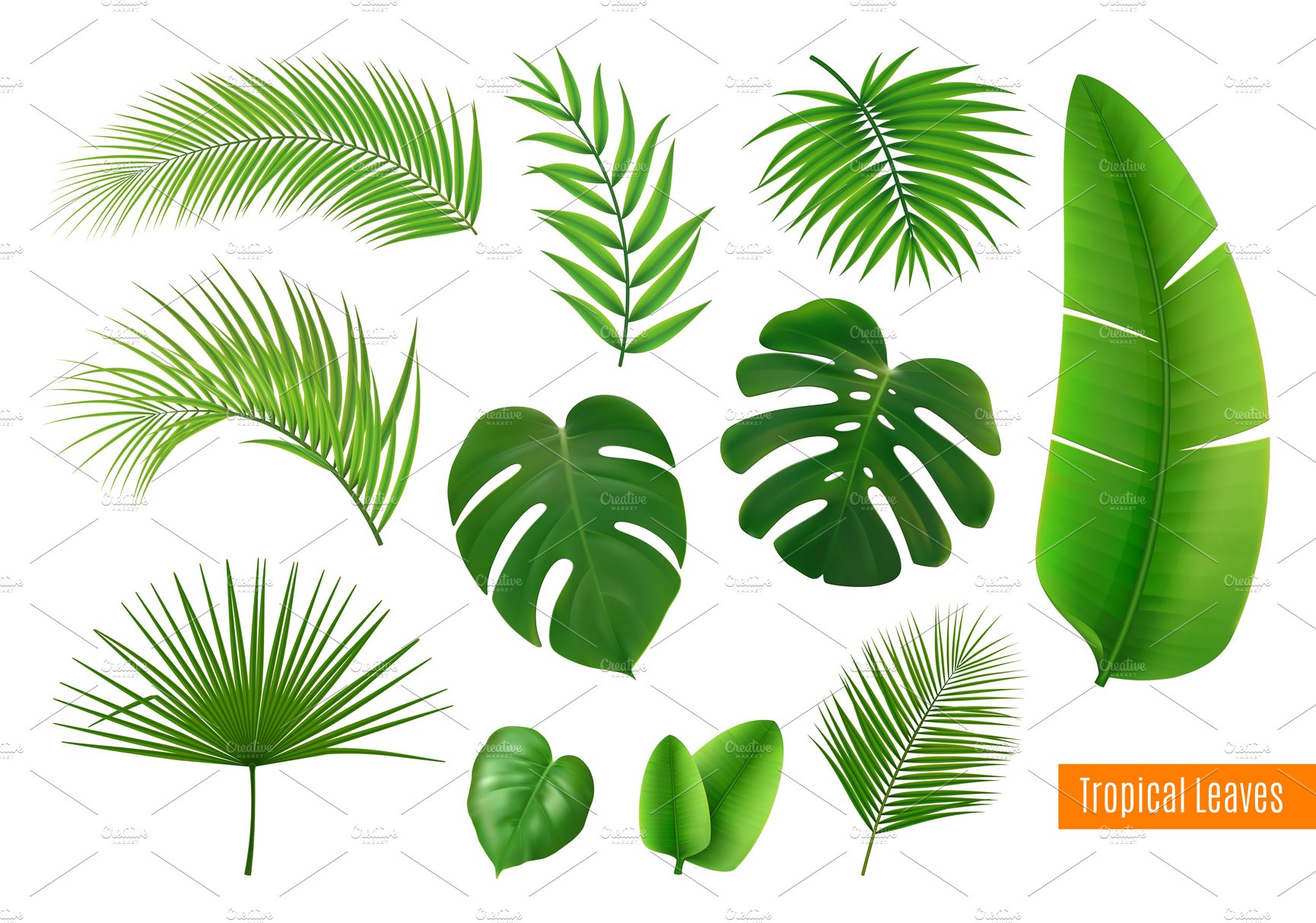 Tropical leaves realistic set cover image.