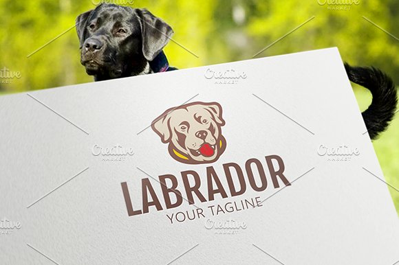 Labrador cover image.