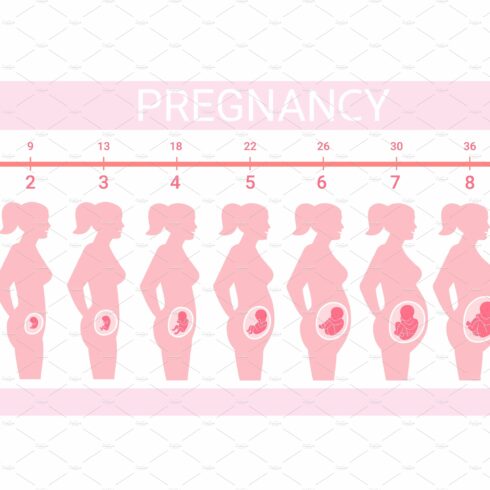 Stages fetus in belly. Timeline cover image.