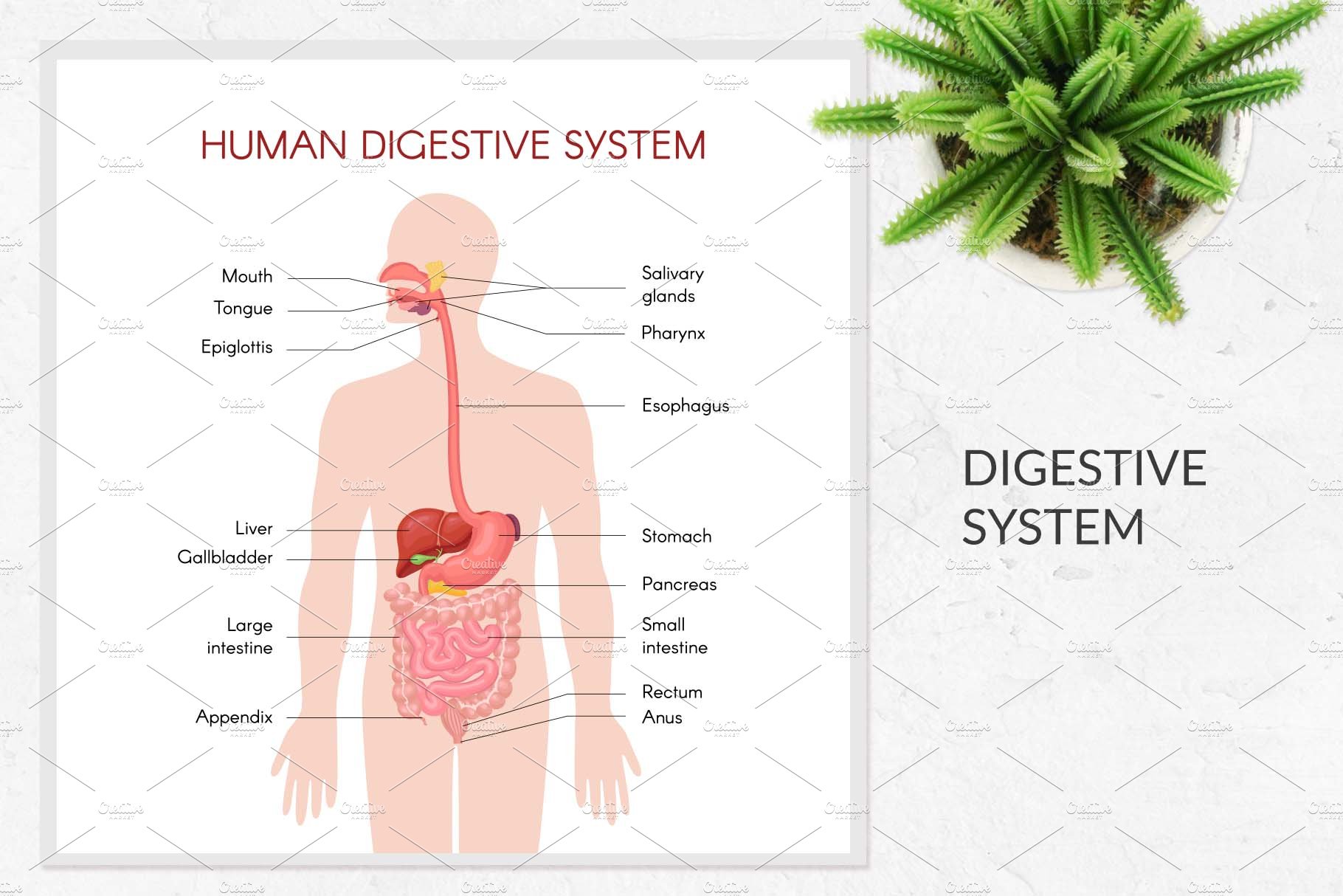 3 digestive system 527