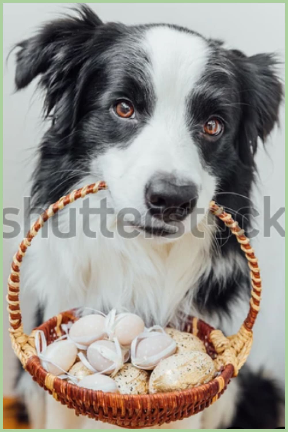 Cute puppy dog border collie holding basket with Easter colorful eggs in mouth on white background at home indoor.