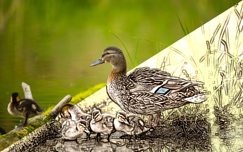 Duck and her chicks are in the water.