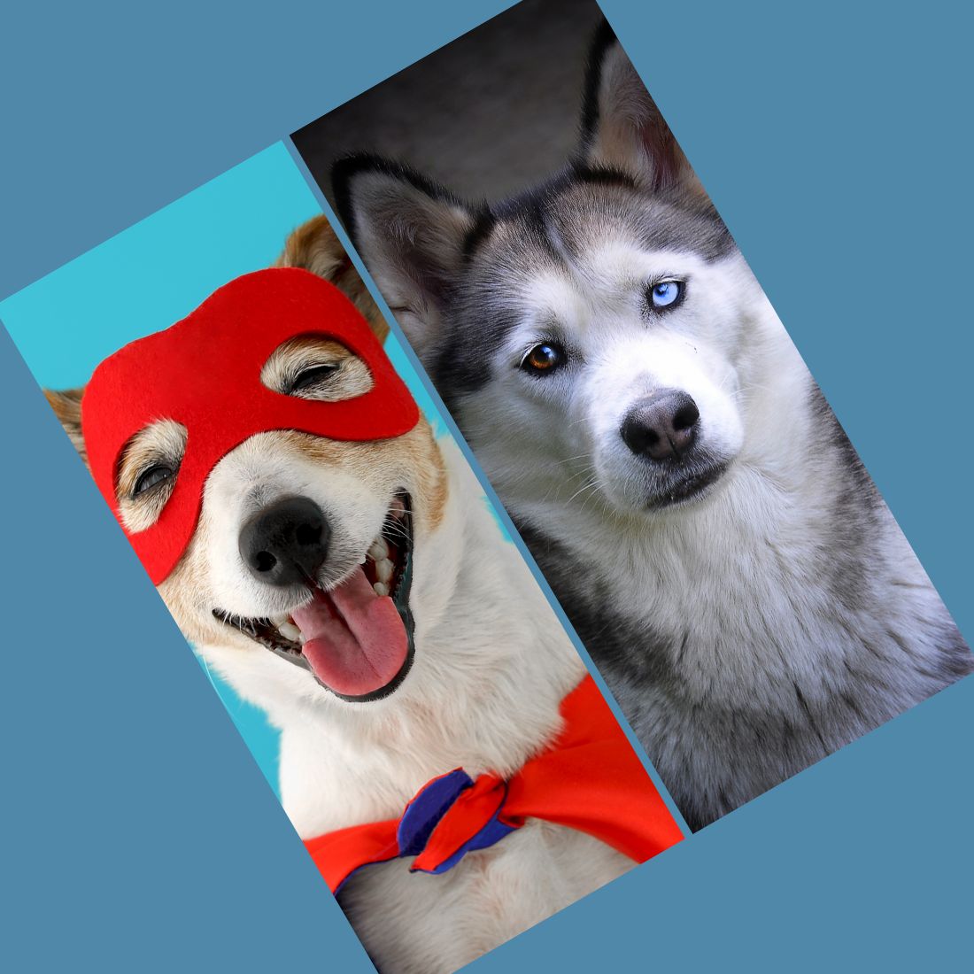 Two pictures of a dog wearing a red mask.