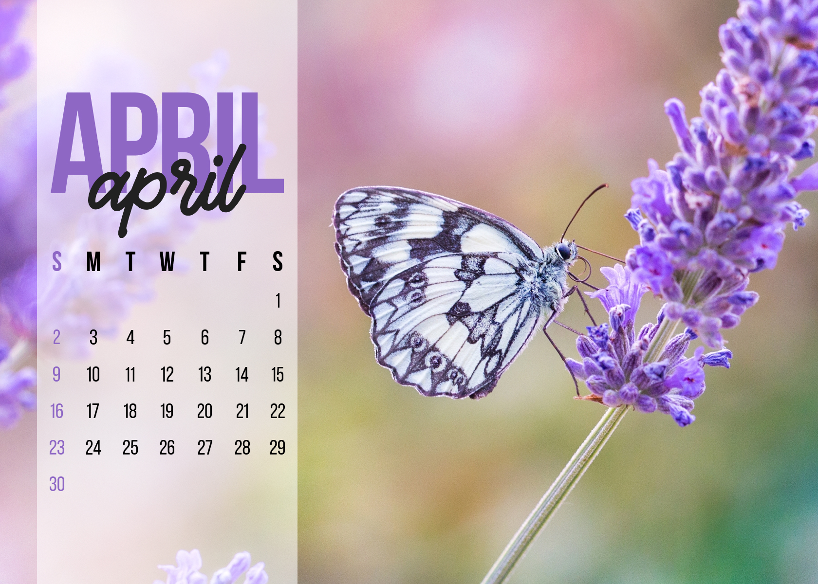 Butterfly sitting on a purple flower next to a calendar.