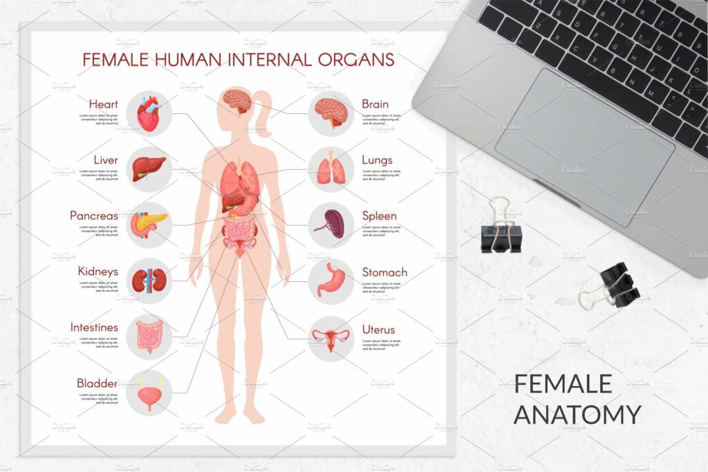 Human body anatomy vectors – MasterBundles