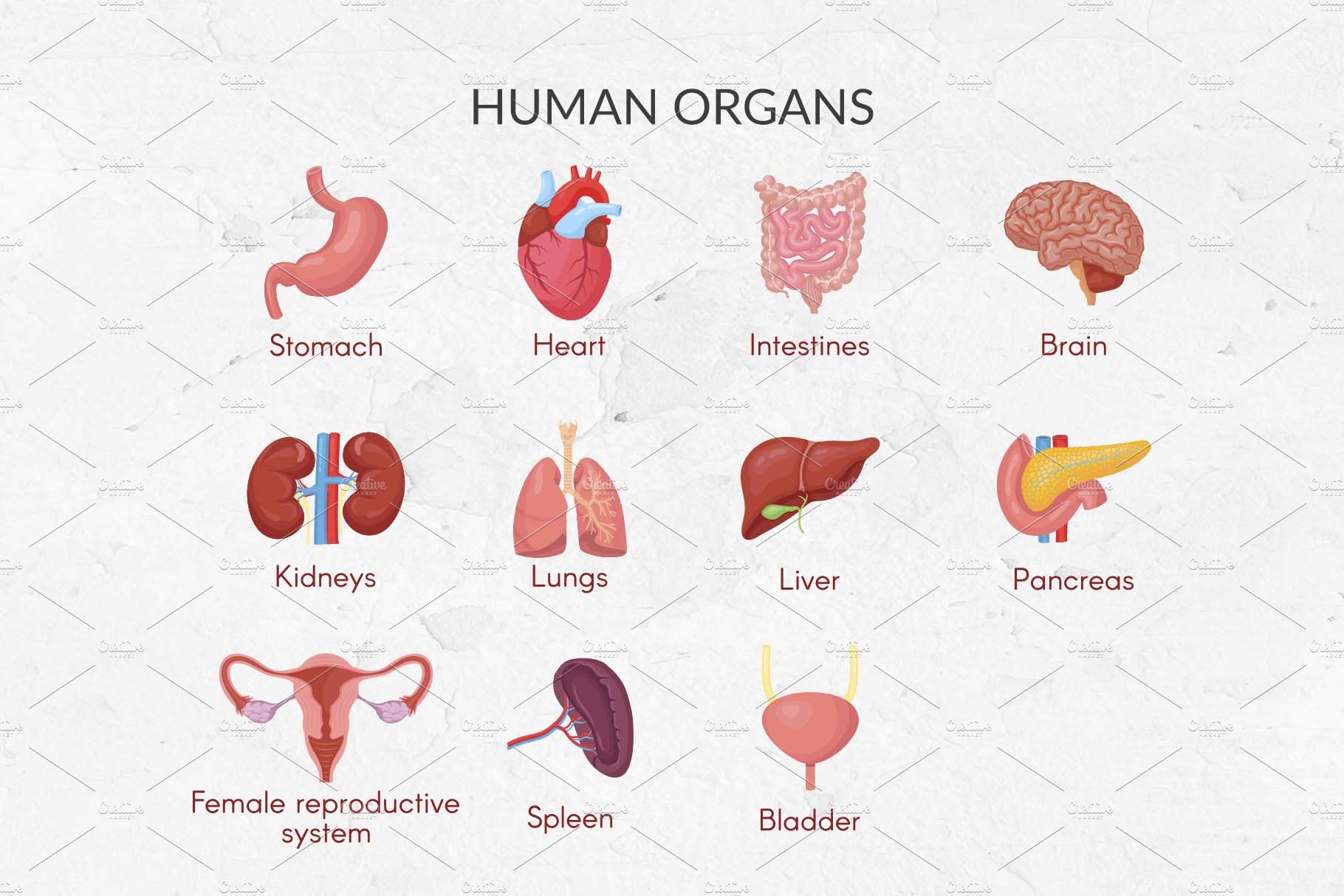 5 human organs 663