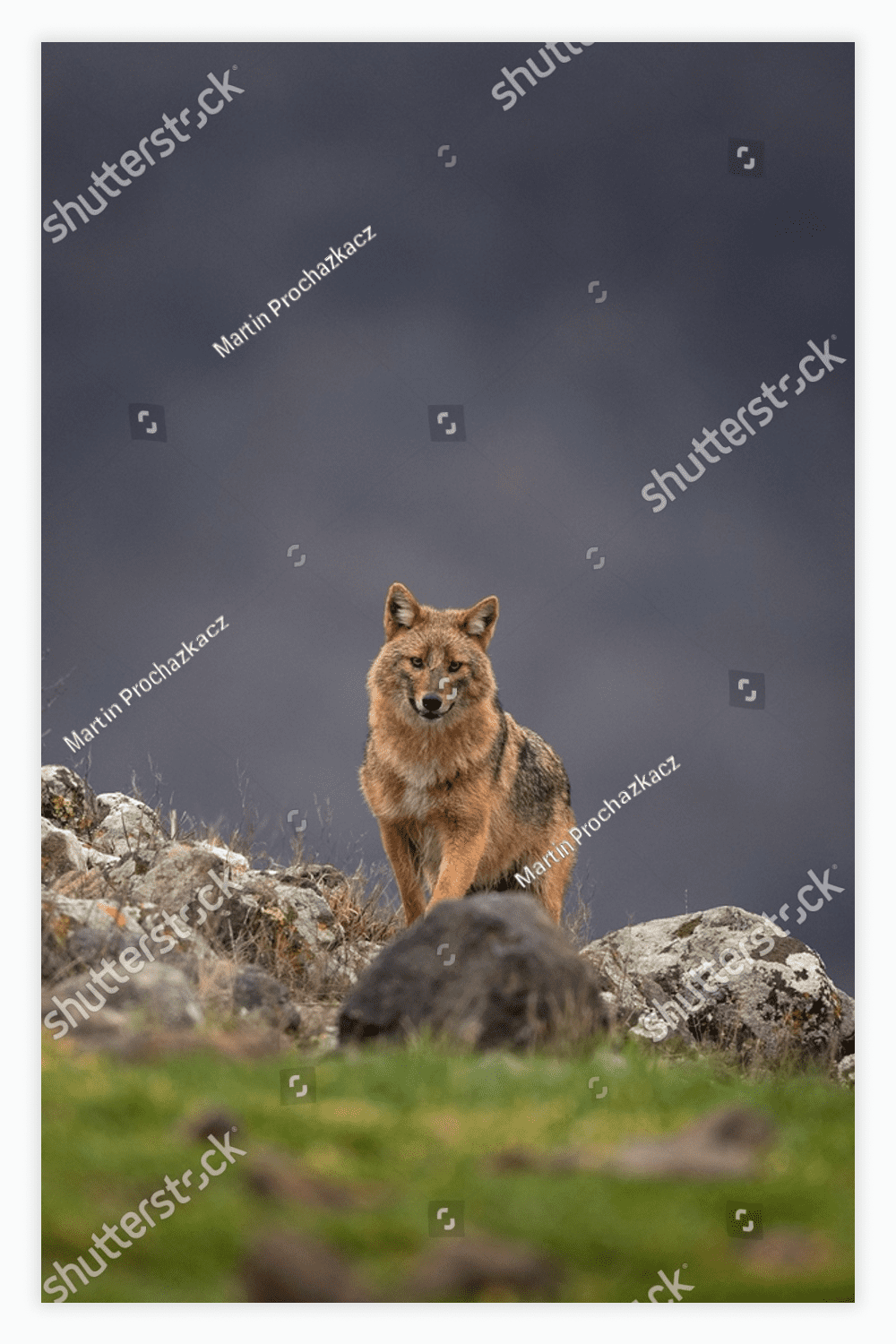 Brown wolf standing on top of a grass covered hill.