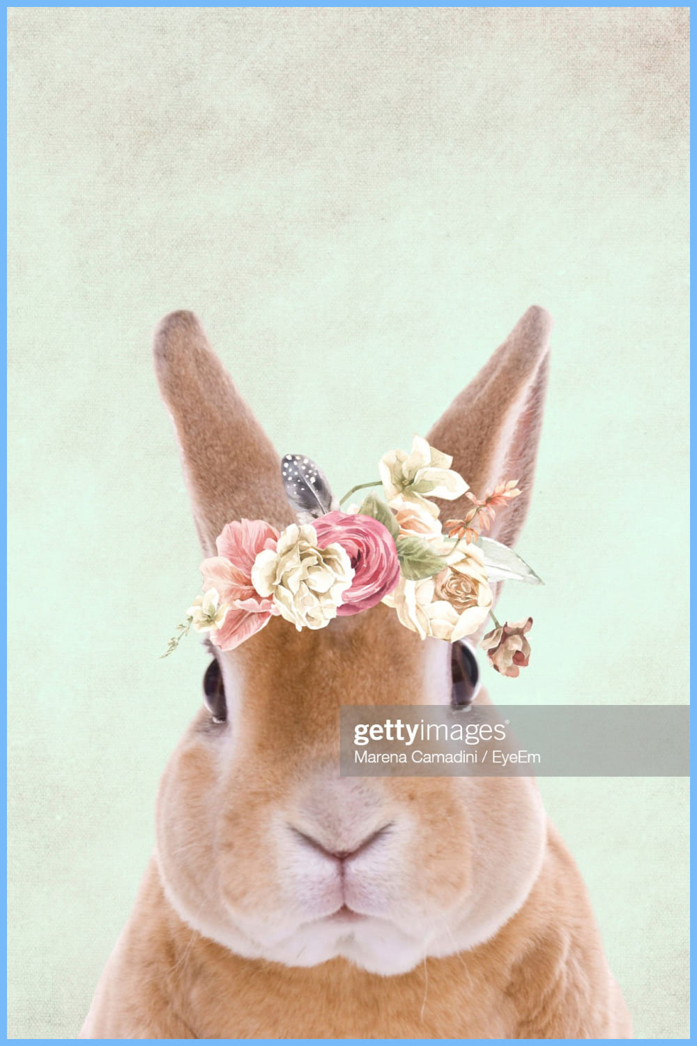 Close-Up Portrait Of Bunny Against White Background.
