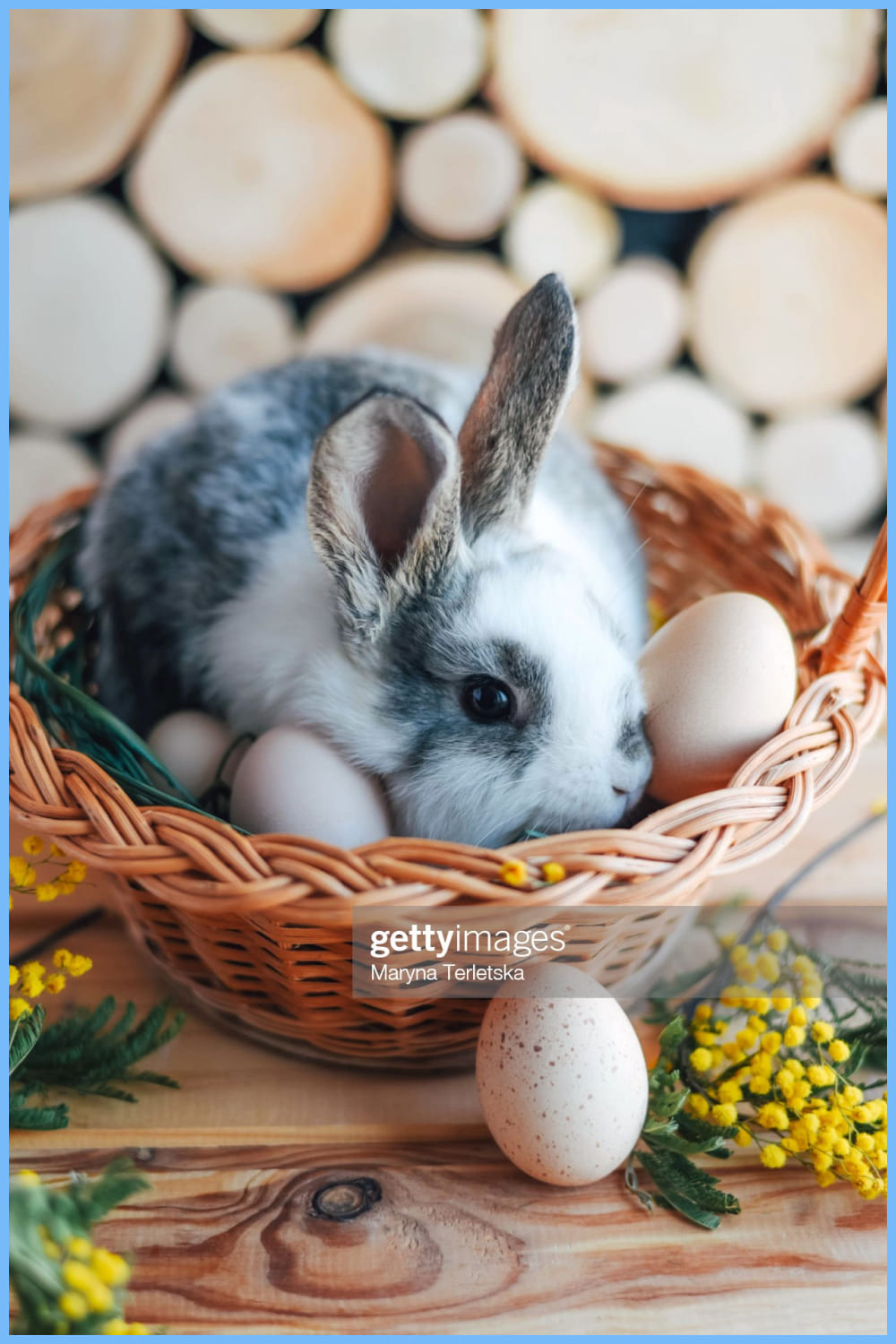 Gray and white rabbit in a basket on a wooden background.