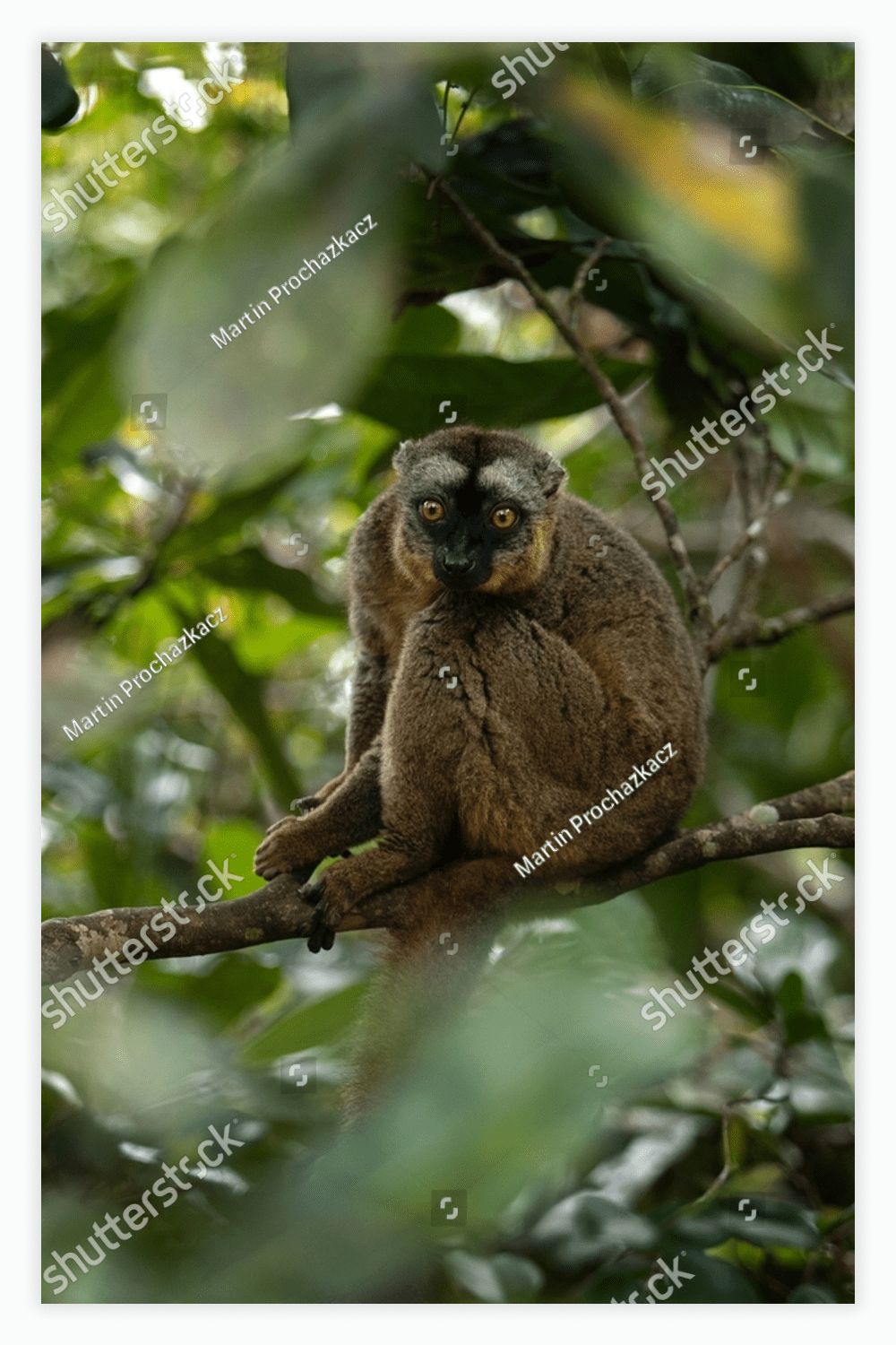 Endemic red lemur in Madagascar. rare rufus lemur in the forest.