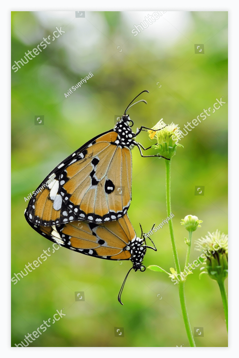 Two butterflies sitting on top of a flower.