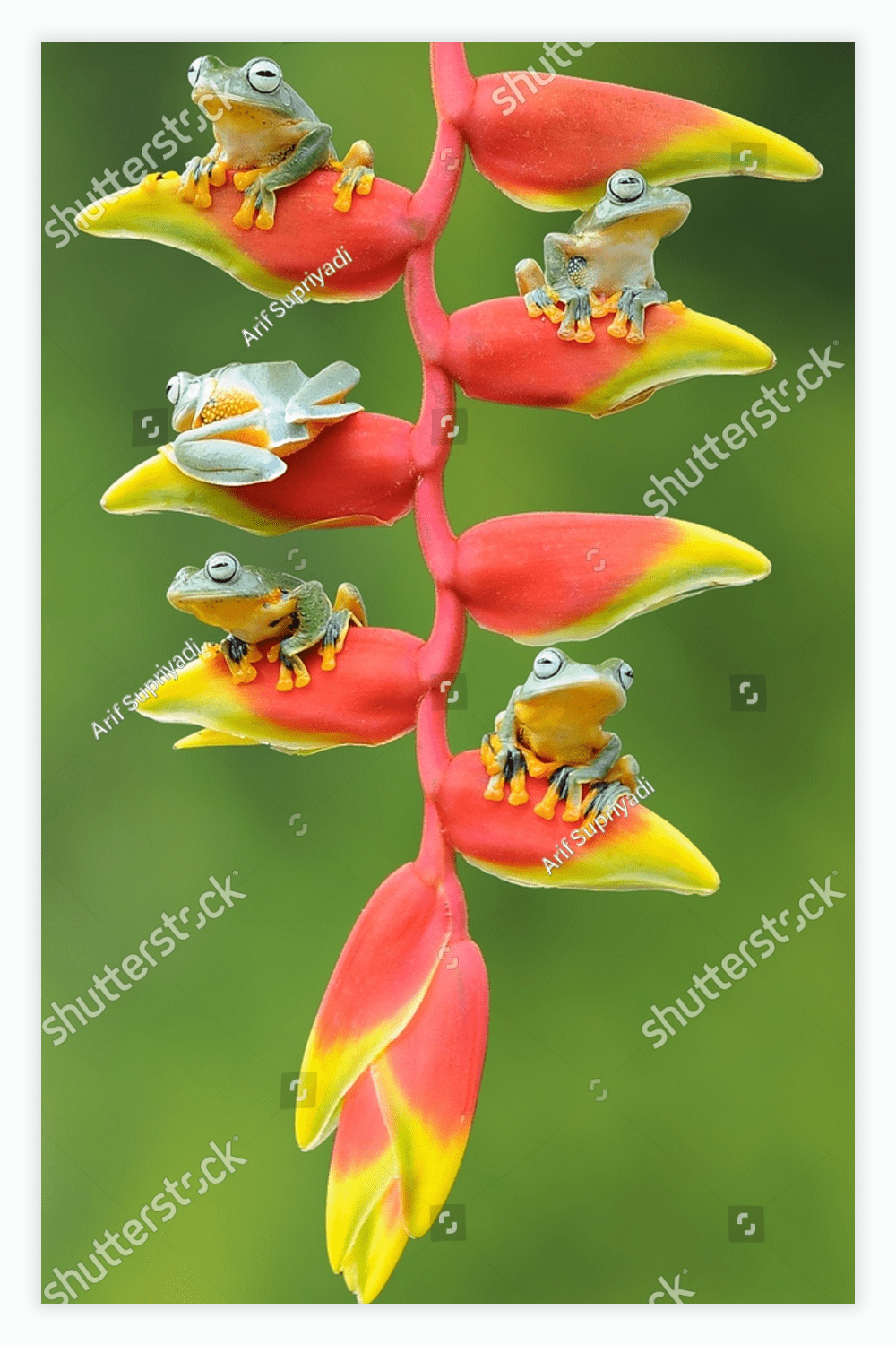 frog perched on heliconia plant.