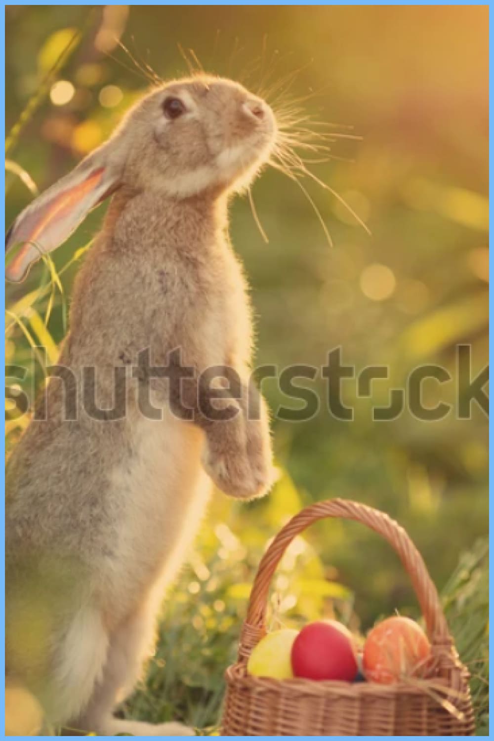 Happy Easter Bunny on a card on their hind legs with flowers at sunset.