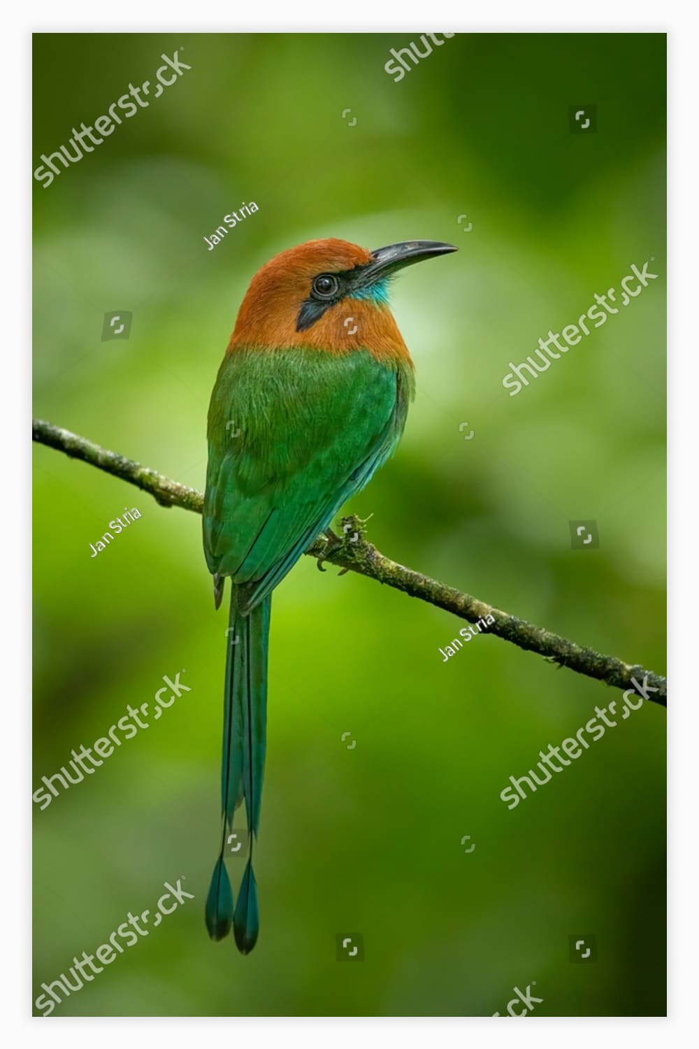 Colorful bird sitting on top of a tree branch.