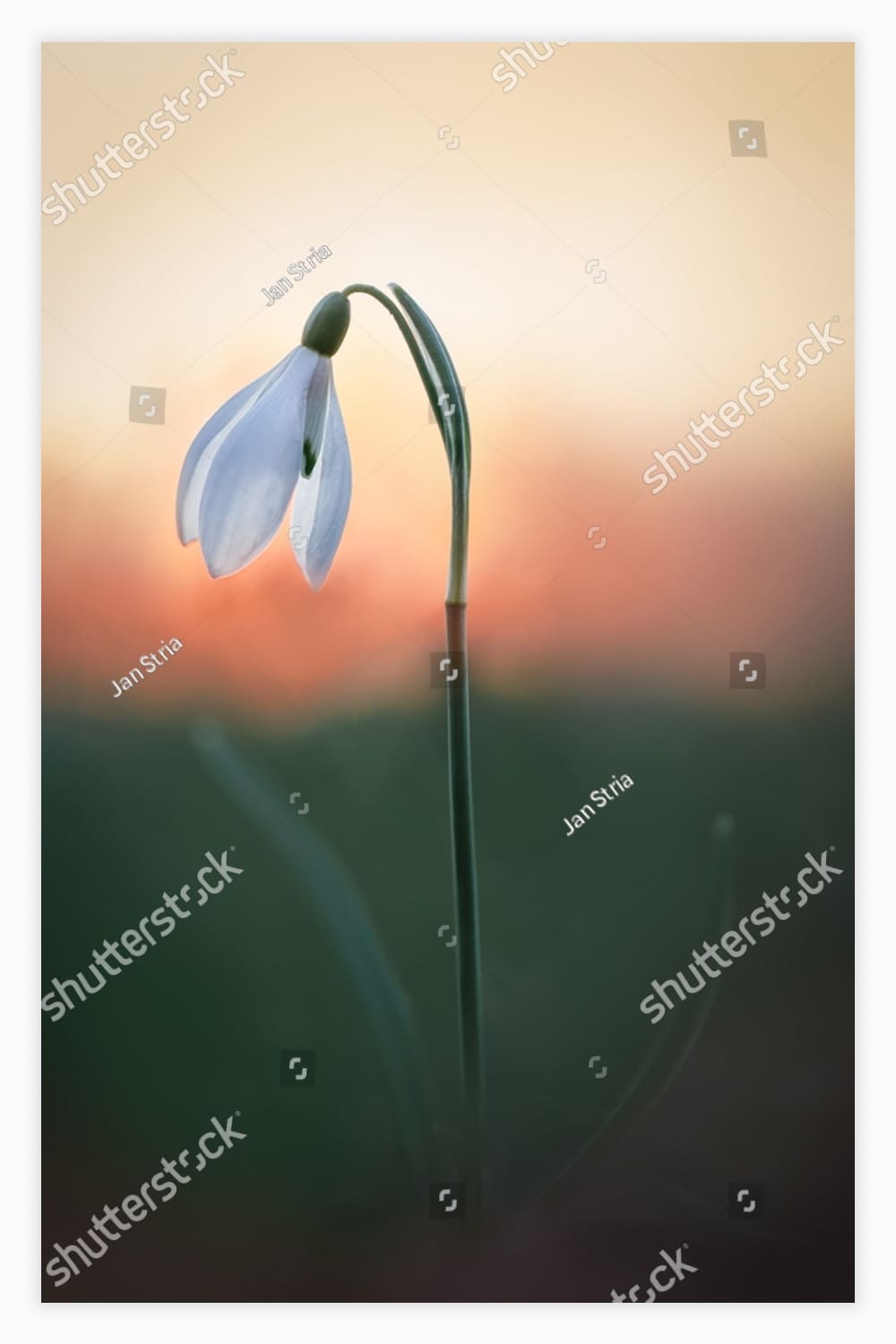 Galanthus or Snowdrop are the delicate flowers, among the first to blossom in the spring.
