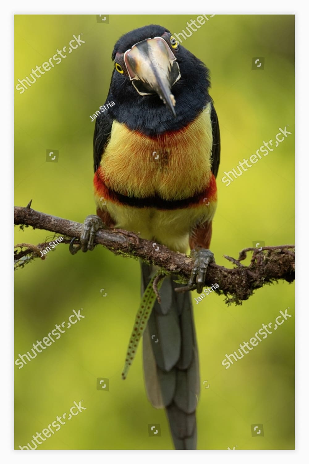 The collared aracari or collared araçari (Pteroglossus torquatus) is a near-passerine bird in the toucan family Ramphastidae.