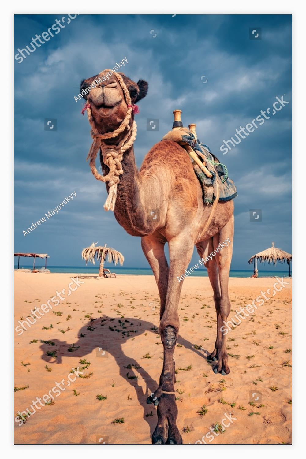 Camel on the sandy beach in Egypt.
