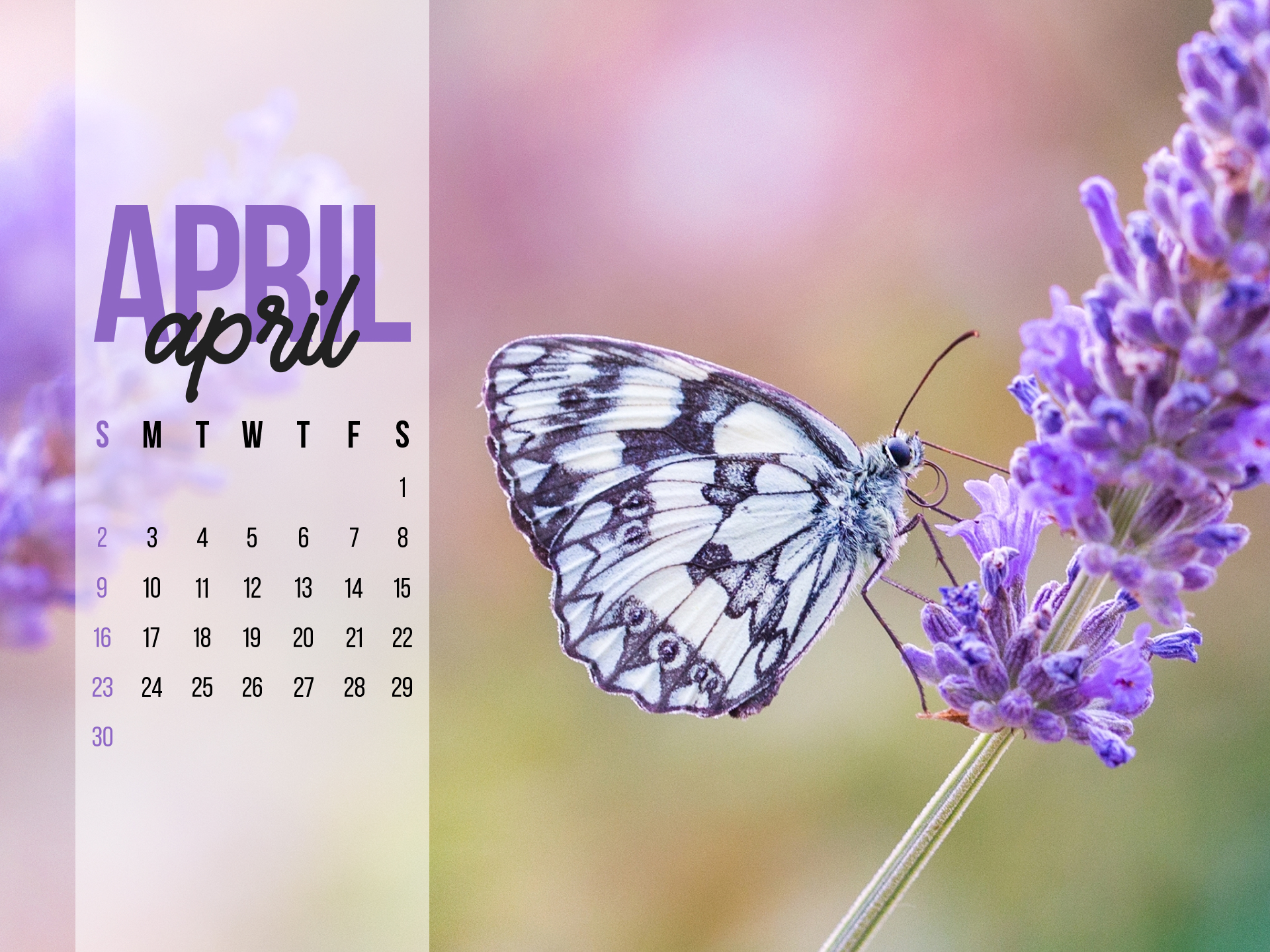 Butterfly sitting on a purple flower next to a calendar.