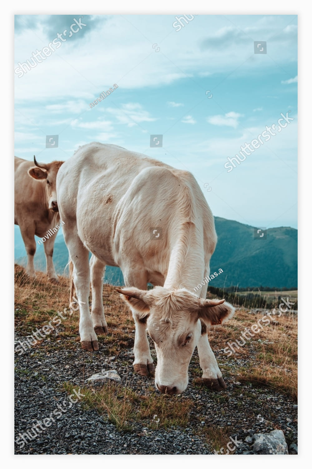 Two cows grazing on the side of a hill.