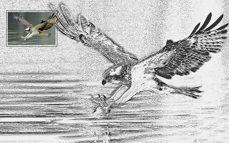 Drawing of a bird flying over a body of water.
