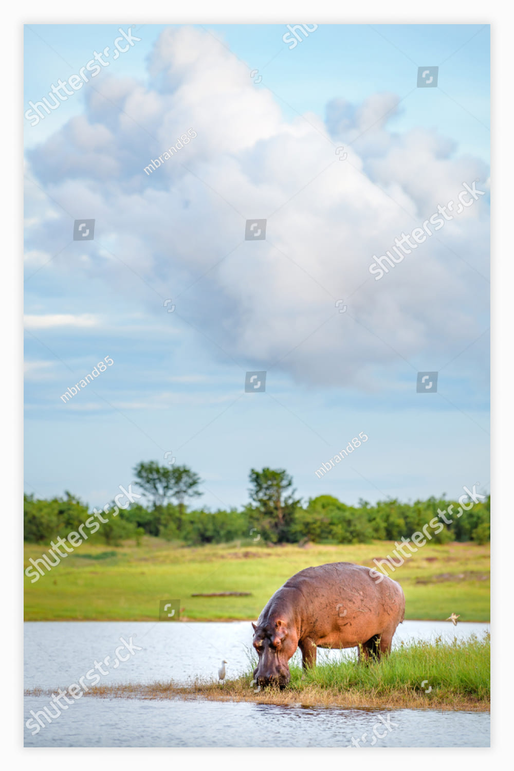 Hippopotamus drinking water in Lake Kariba national park in Zimbabwe and Zambia.