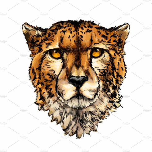 Cheetah head portrait cover image.
