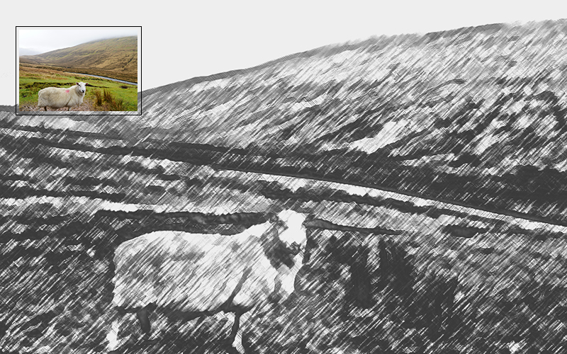 Black and white photo of a sheep in a field.