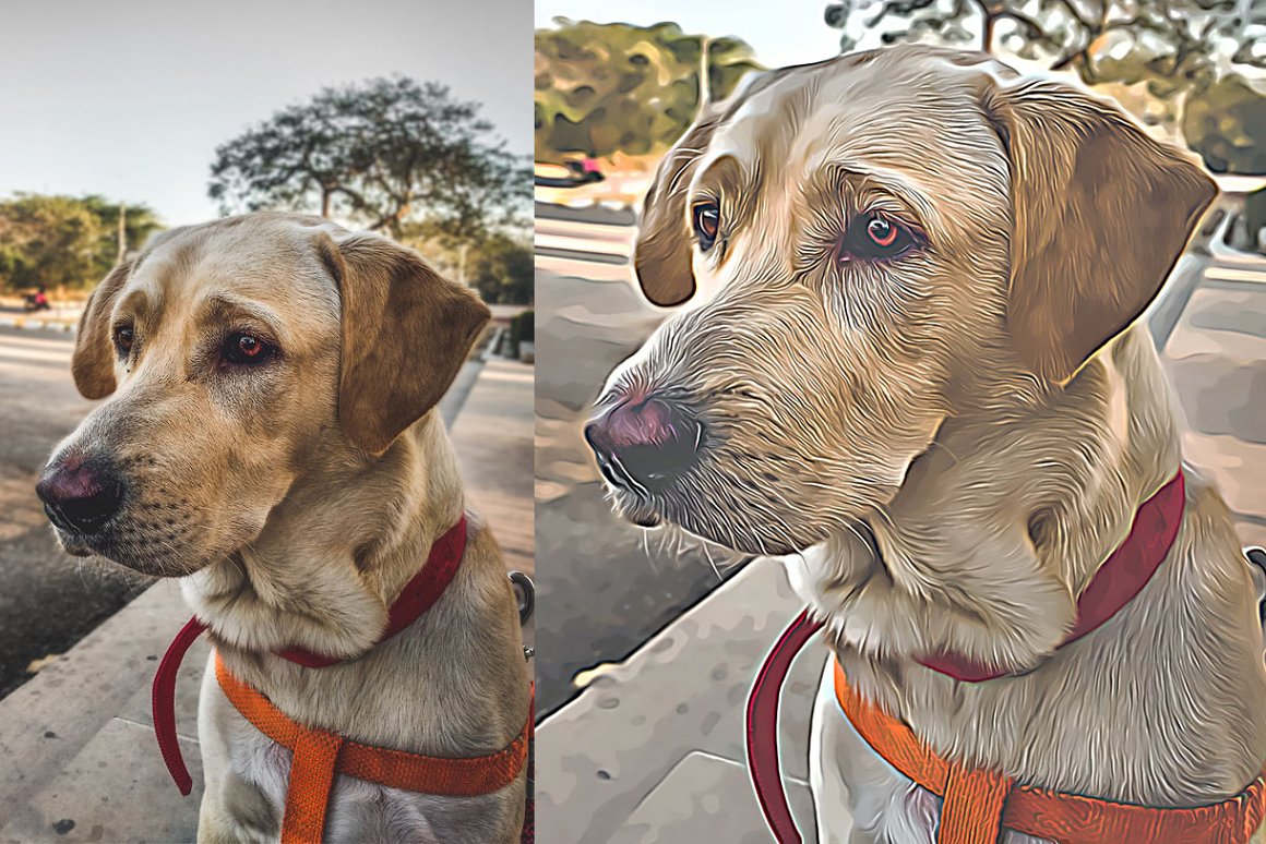 Two pictures of a dog wearing a harness.
