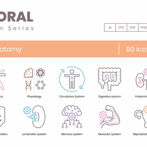 80 Anatomy Icons | Coral Series cover image.