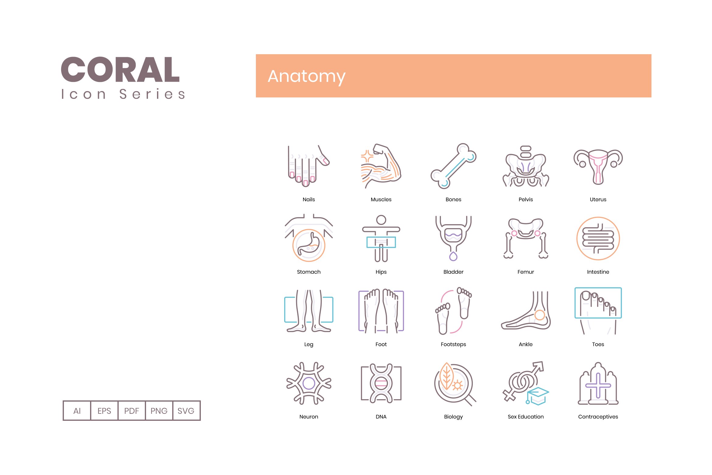 anatomy icons coral cm 3 270