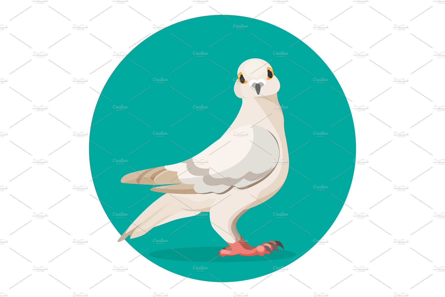 Grey pigeon stands on ground vector illustration of popular bird cover image.