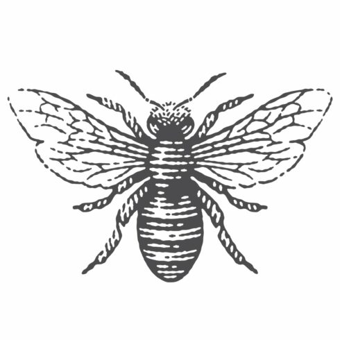 Honey bee cover image.